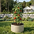 MaxGrow Tomato Tower - 3 Pack | Vego Garden