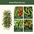MaxGrow Tomato Tower - 3 Pack | Vego Garden