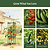 MaxGrow Tomato Tower - 3 Pack | Vego Garden