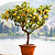 Improved Meyer Lemon Tree (CA)