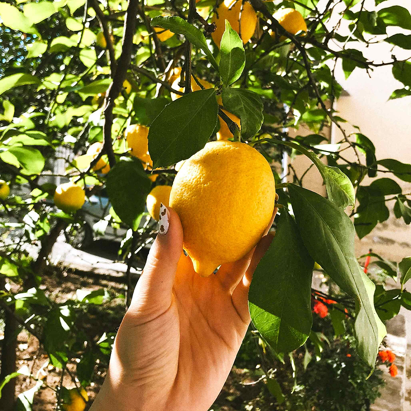 Improved Meyer Lemon Tree (CA)