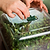 EZ Microgreens Planter