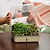 EZ Microgreens Planter