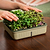 EZ Microgreens Planter