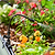 Mist Nozzle for Irrigation Kit | Vego Garden