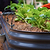 Mist Nozzle for Irrigation Kit | Vego Garden