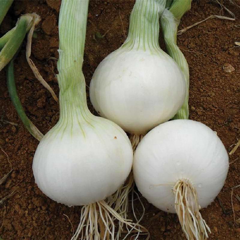 Southport White Globe Onion Seeds