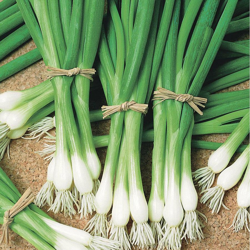 Heshiko Bunching Onion Seeds