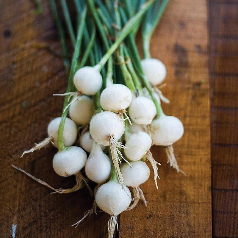 Crystal White Wax (Pickling) Onion Seeds