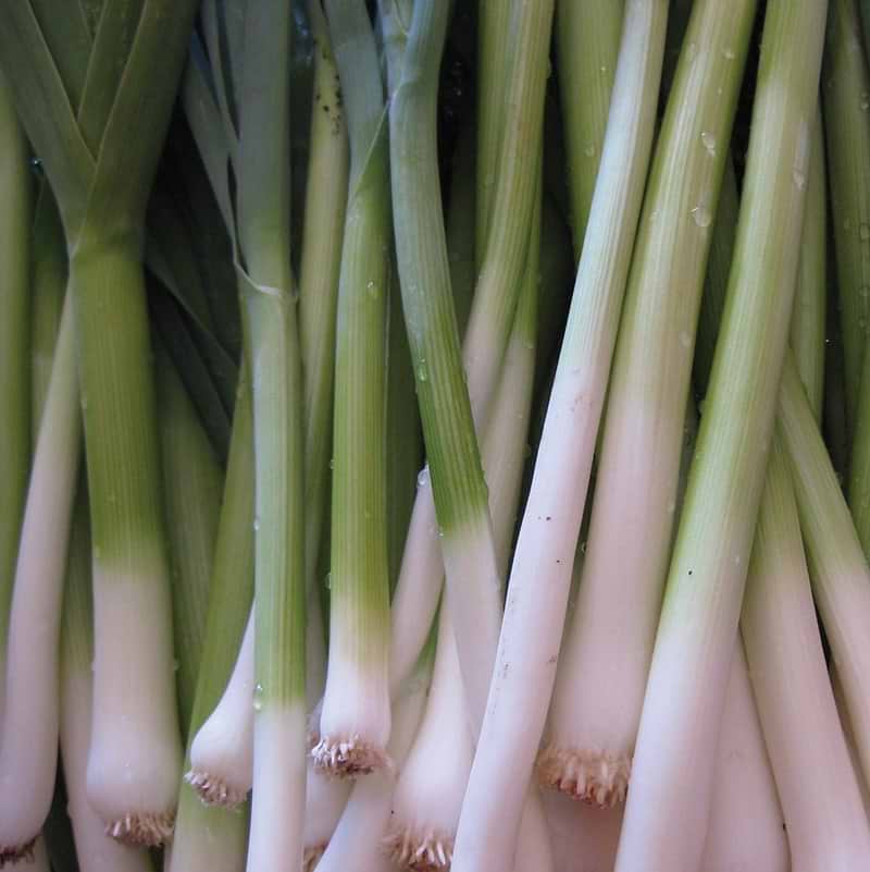 Tokyo Long White Bunching Onion Seeds