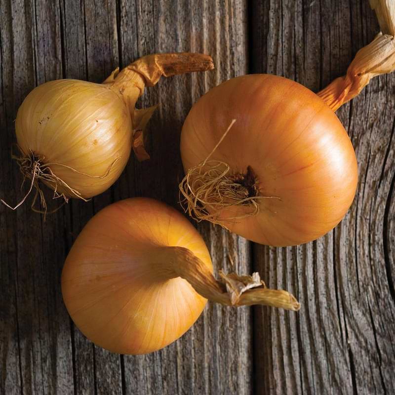 Utah Yellow Sweet Spanish Onion Seeds