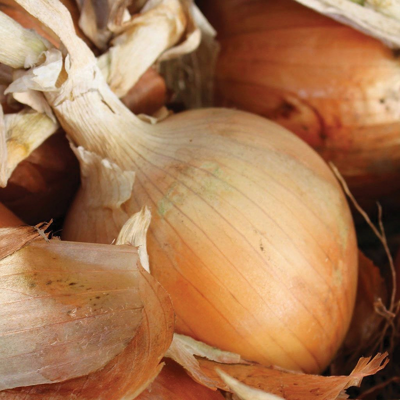 Texas Early Grano 502 Onion Seeds