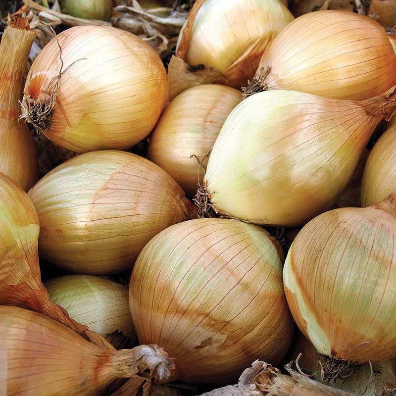Ailsa Craig Onion Seeds
