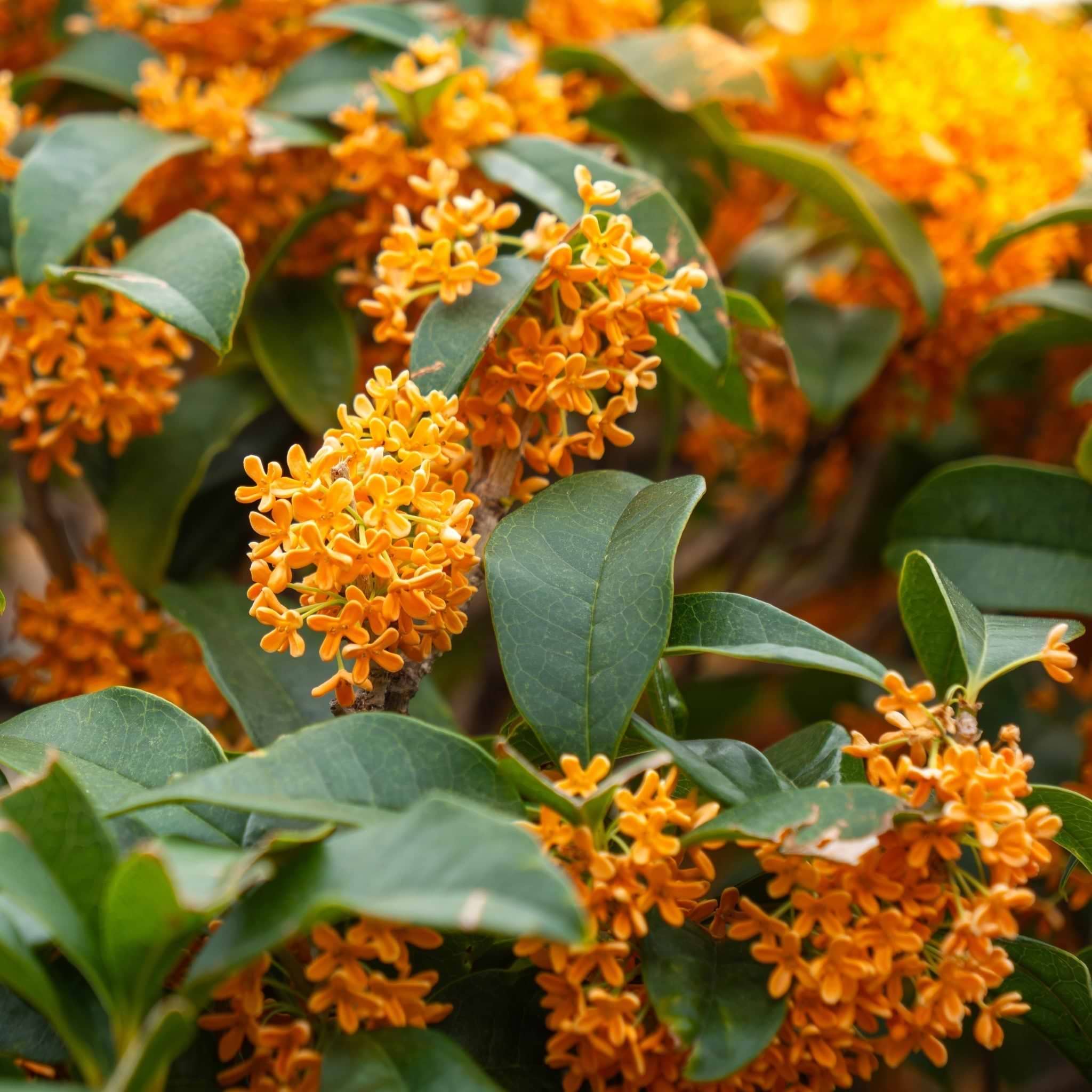 Fragrant Tea Olive Tree