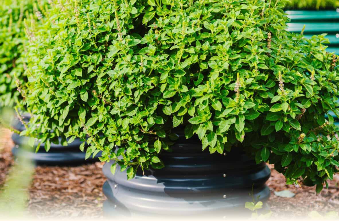 Vego garden beds