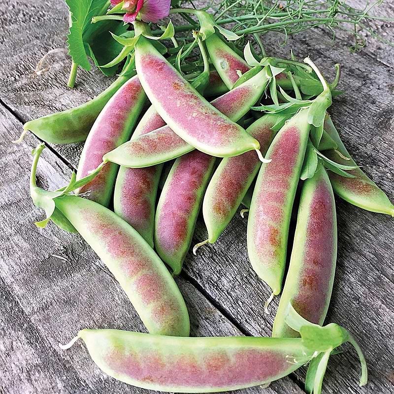 Spring Blush Pea Seeds