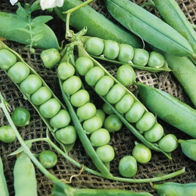 Wando Pea Seeds