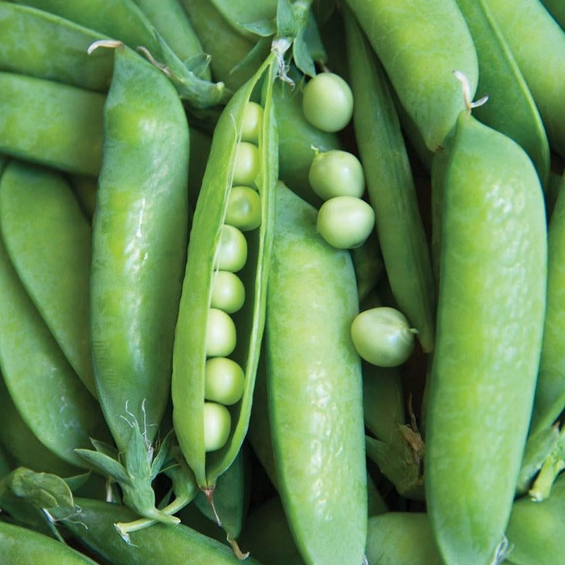 Lincoln Pea Seeds