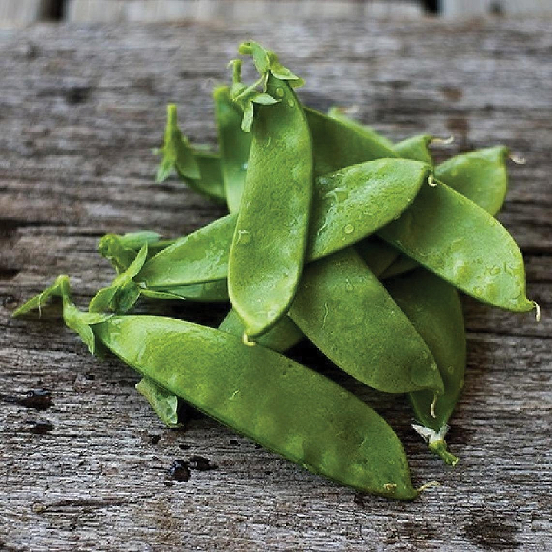 Oregon Giant Pea Seeds