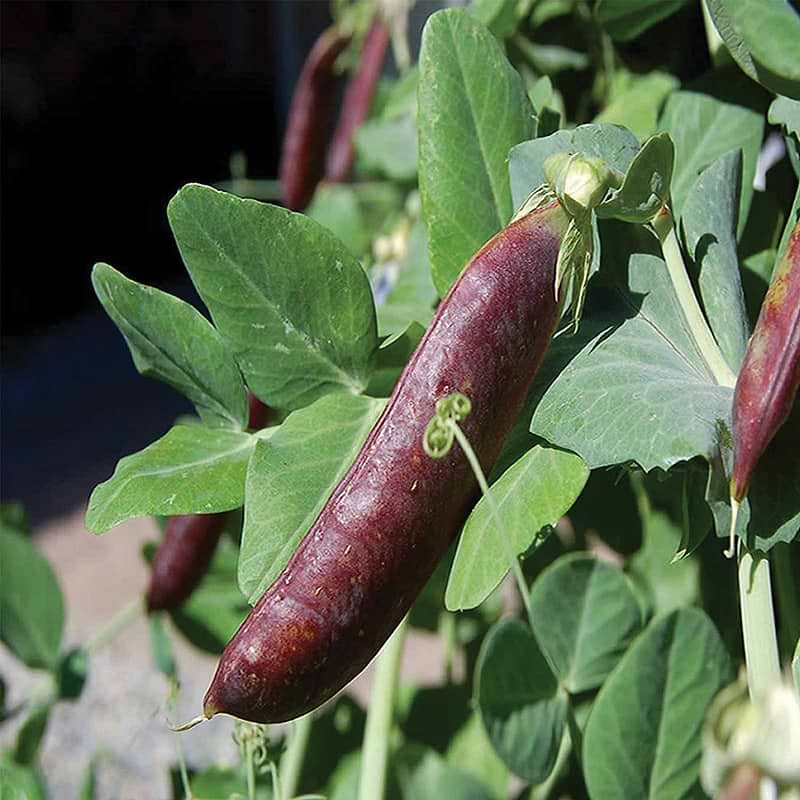 Blue Shelling / Snow Pea Seeds