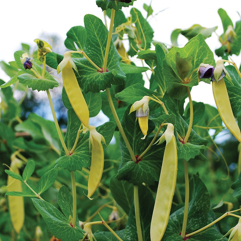 Golden Sweet pea Seeds