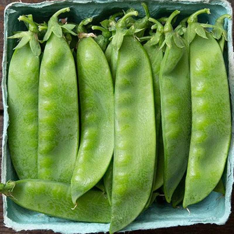 Avalanche Pea Seeds