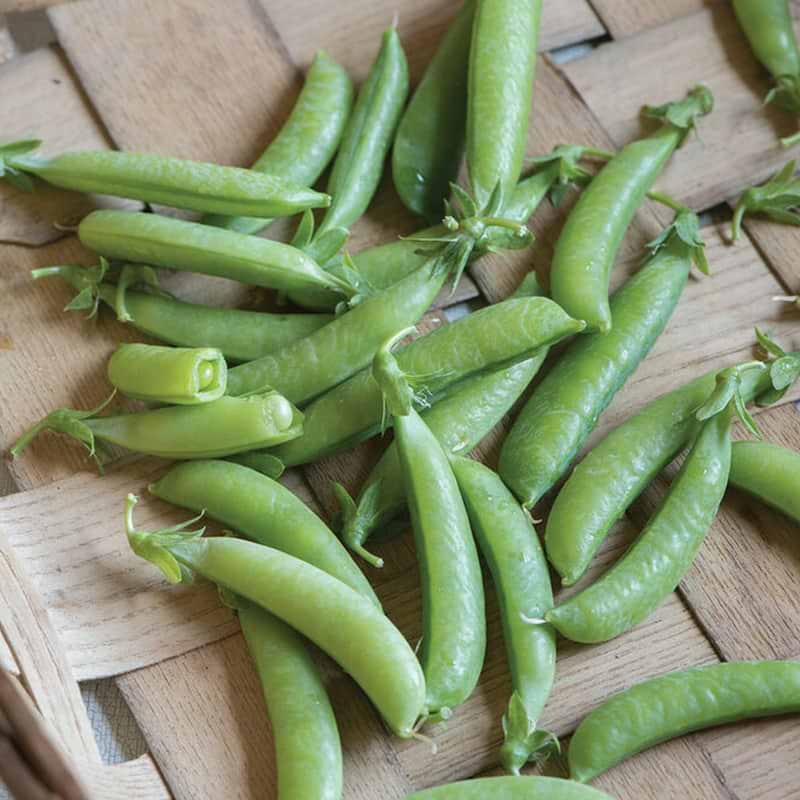 Sugar Anne Pea Seeds