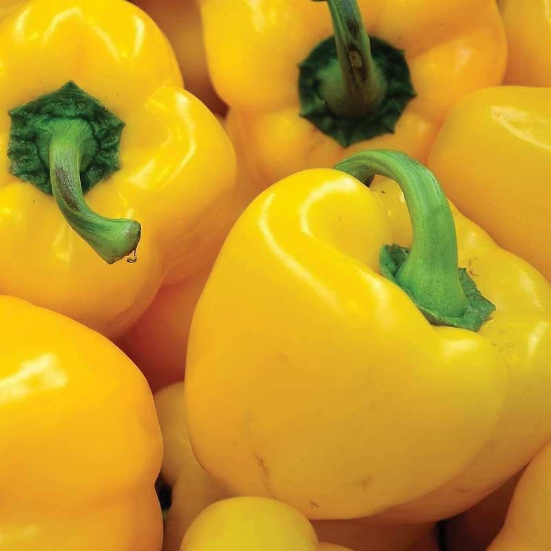 Sunbright Bell Pepper Seeds