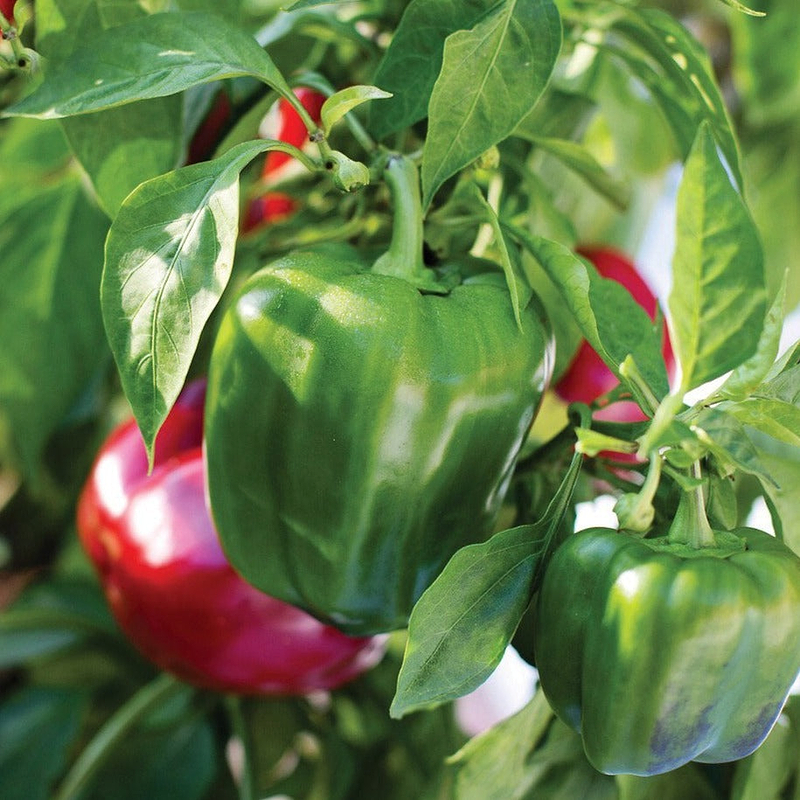 California Wonder Bell Pepper Seeds