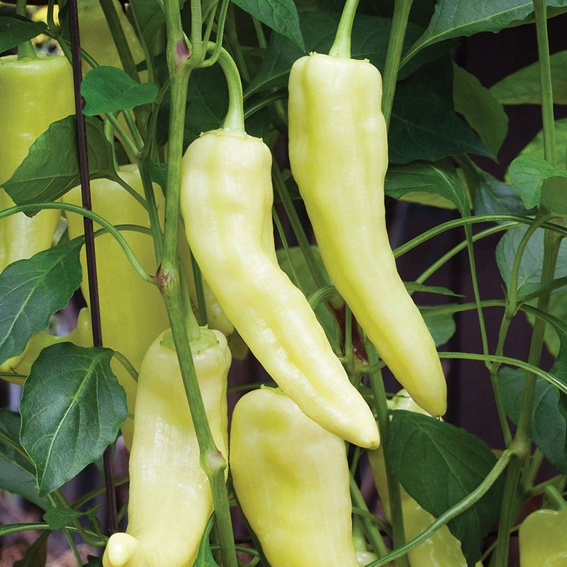 Sweet Banana Pepper Seeds