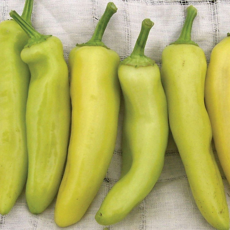 Hungarian Yellow Wax Hot Pepper Seeds