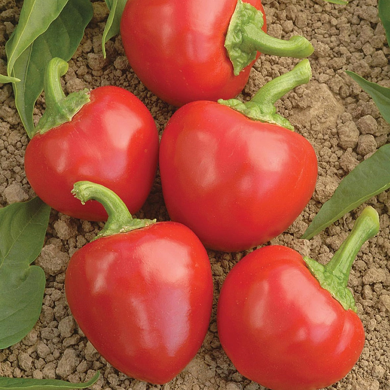 Large Red Hot Cherry Pepper Seeds