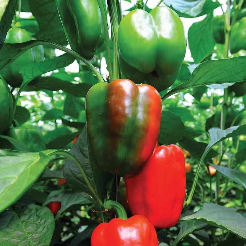 Yolo Wonder Bell Pepper Seeds