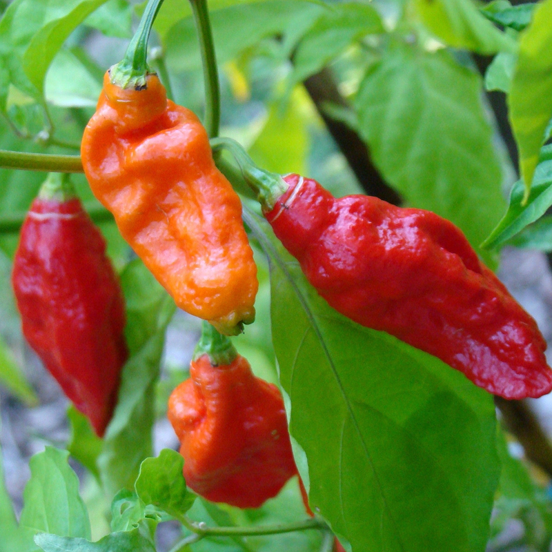Bhut Jolokia Ghost Pepper Seeds