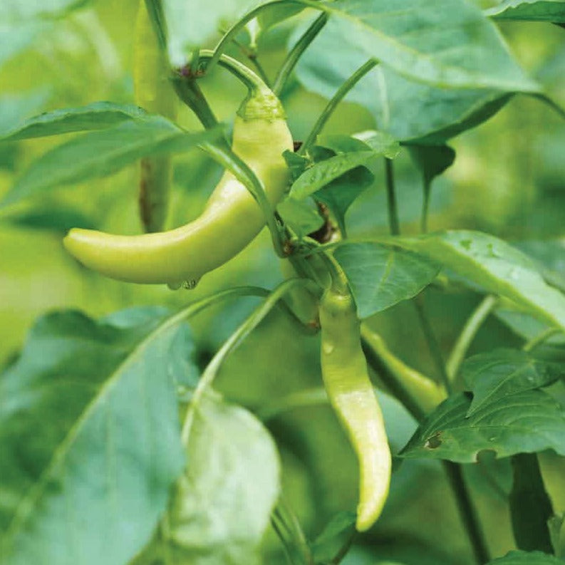 Yellow Corno Di Toro Pepper Seeds