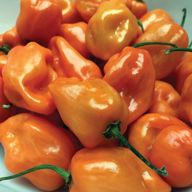 Habanero Orange Pepper Seeds