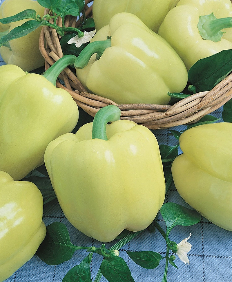 Diamond Bell Pepper Seeds