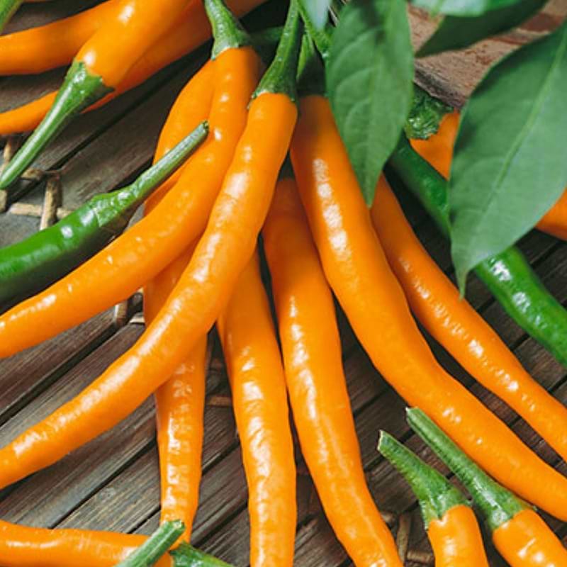Orange Cayenne Pepper Seeds