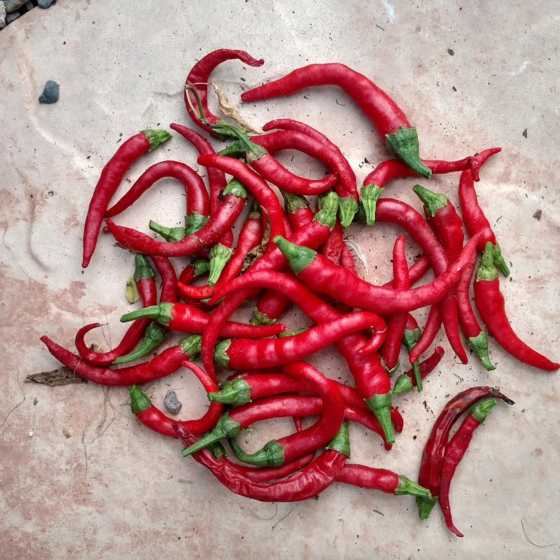 Cayenne Long Slim Pepper Seeds