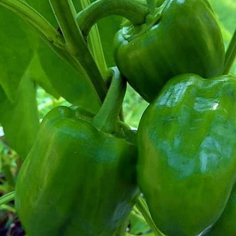 Emerald Giant Bell Pepper Seeds