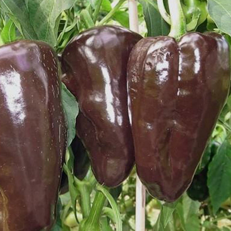 Mulato Isleno Pepper Seeds