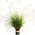 Dwarf Maiden Grass