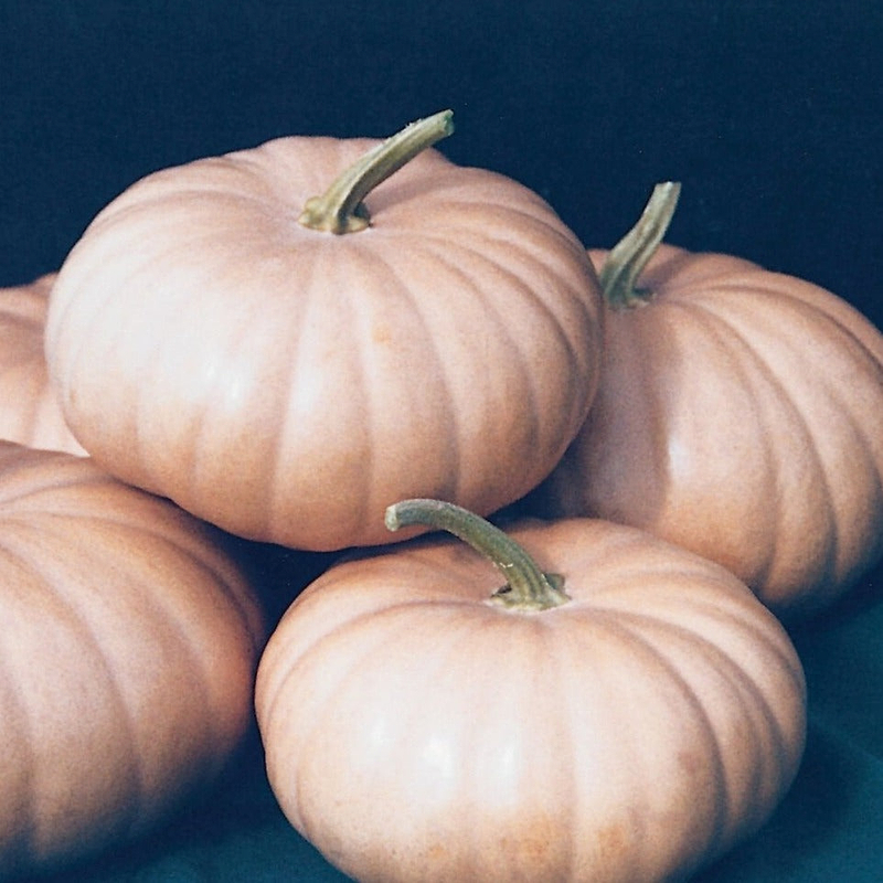 Long Island Cheese Pumpkin Seeds