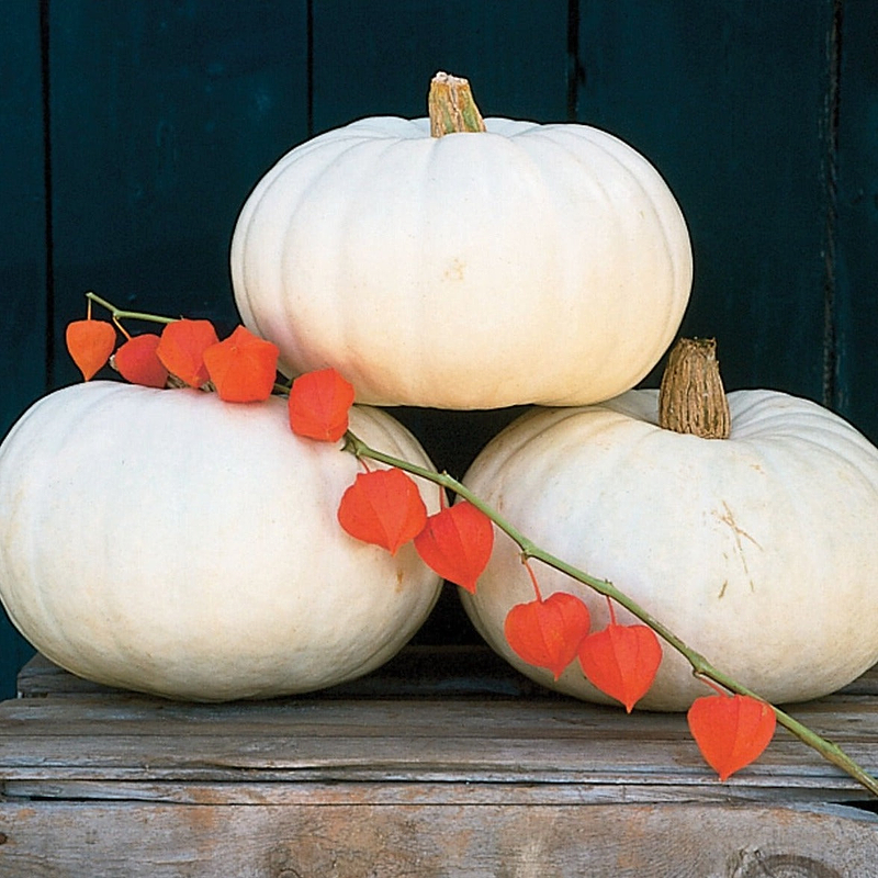 Valenciano Pumpkin Seeds