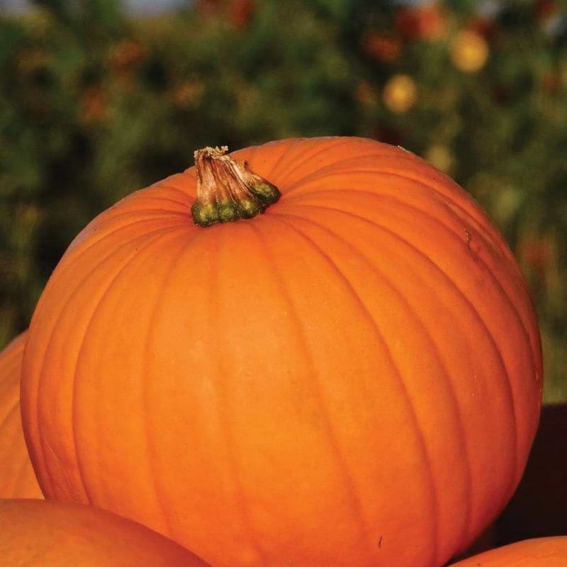 Connecticut Field Pumpkin Seeds