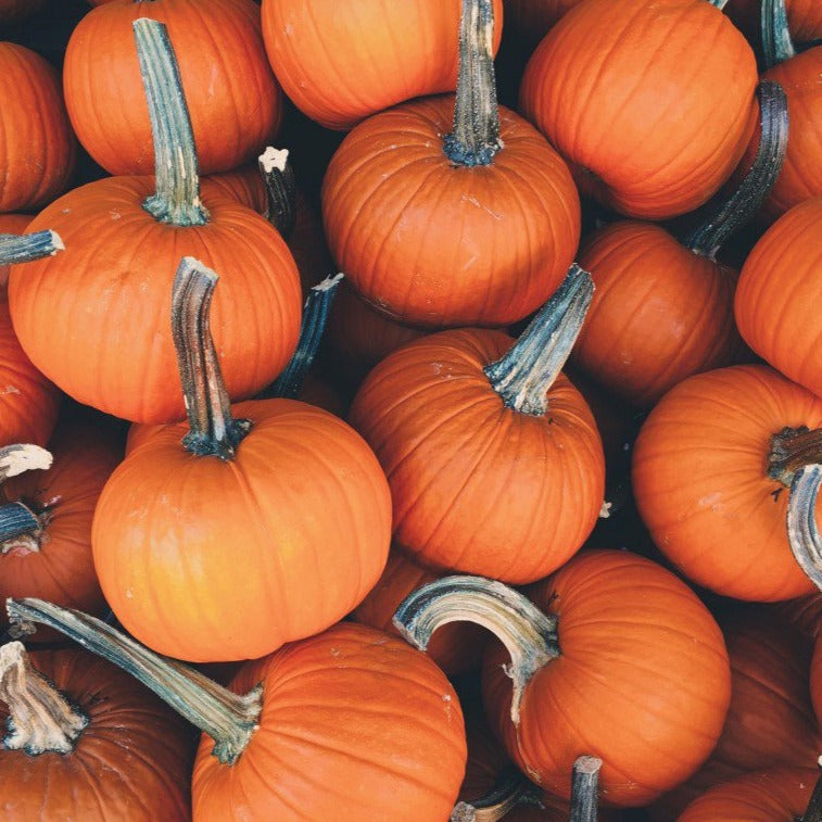 Sugar Pie Pumpkin Seeds