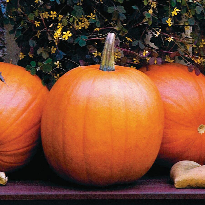 Jack O Lantern Pumpkin Seeds