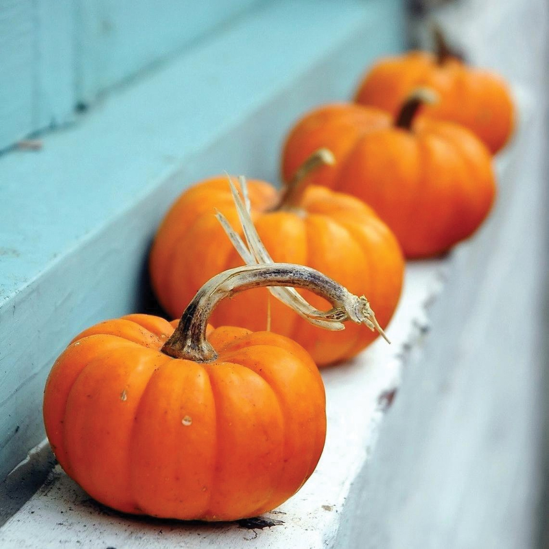 Jack Be Little Pumpkin Seeds