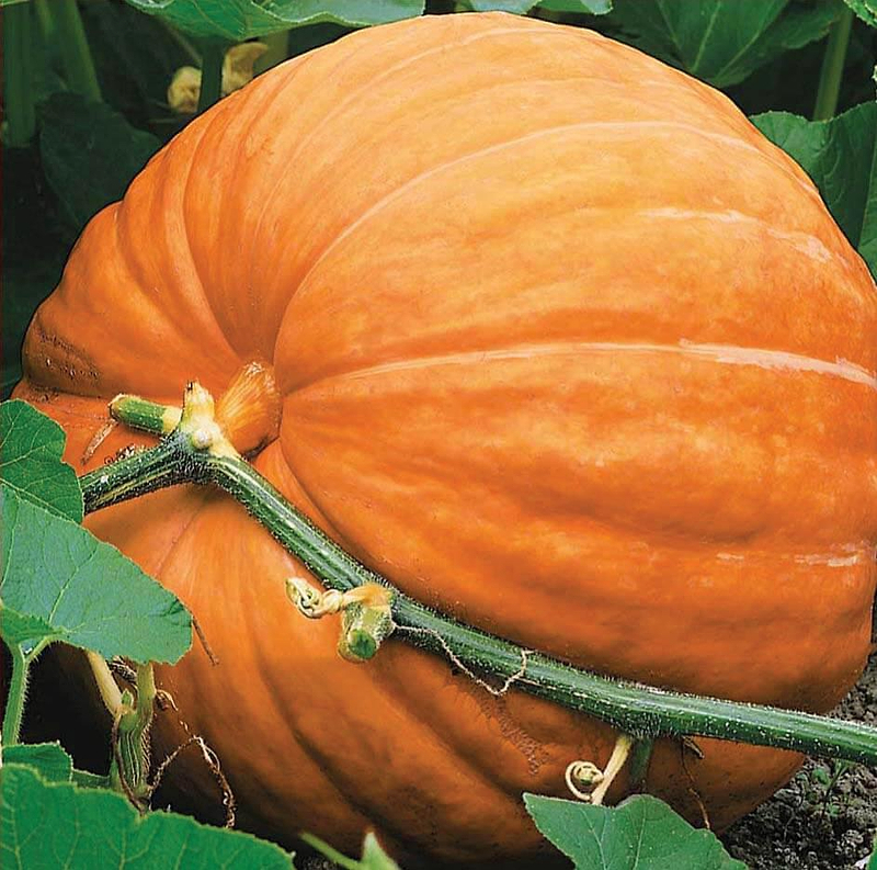 Big Max Pumpkin Seeds