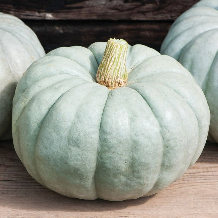 Jarrahdale (blue) Pumpkin Seeds